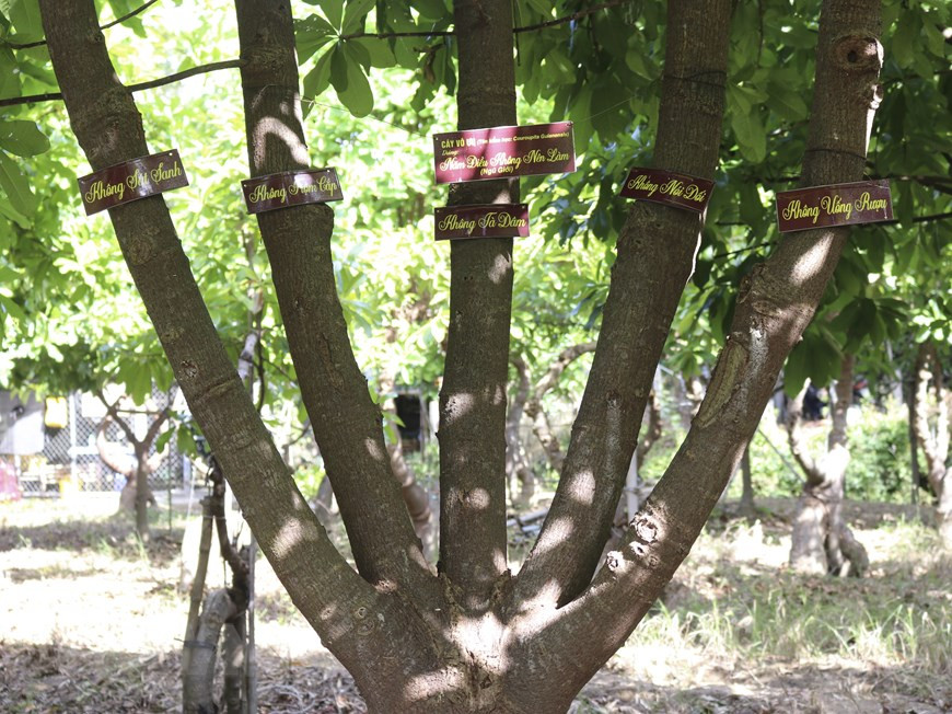 “五戒--宗教中五条戒律或行为准则”姿势的“无忧”树。图自越通社