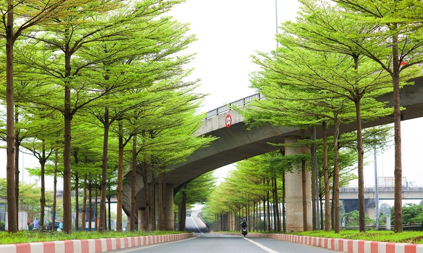 走道两侧的小叶榄仁营造出梦幻的空间。图自越通社