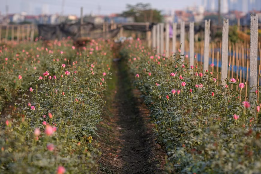 西就花村的玫瑰花园。图自Vietnam+