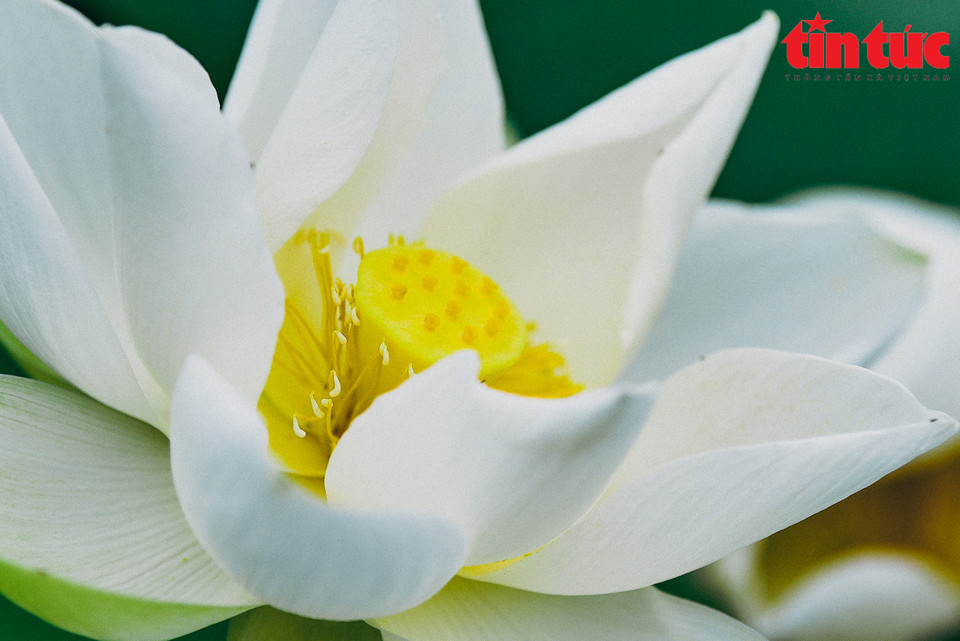 白色花朵象征着冰清玉洁、忠贞、自由脱俗。图自越通社/《信息报》