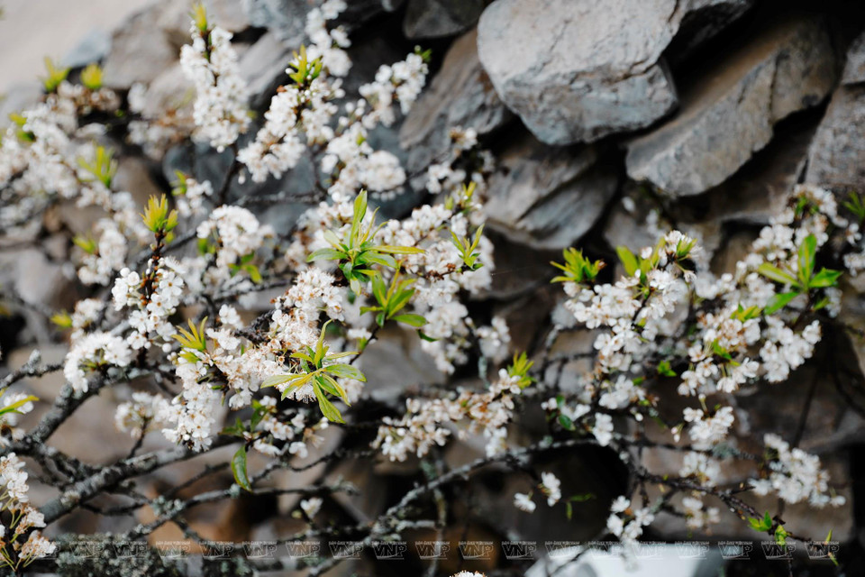 李子花在石栅栏上盛开。图自越通社/《越南画报》