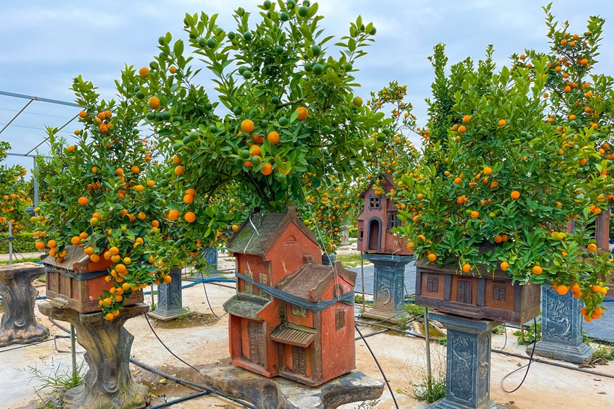 每个艺术盆景都寄托着艺人的心力。图自越通社