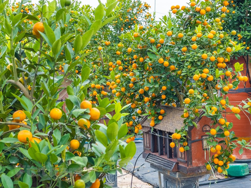 四莲村金桔园主吴秋庄表示，陶器房子的金桔盆景制作要经过很多工序，从选择种苗，照顾到估计结果时间，让金桔树在春节期间结果。图自越通社
