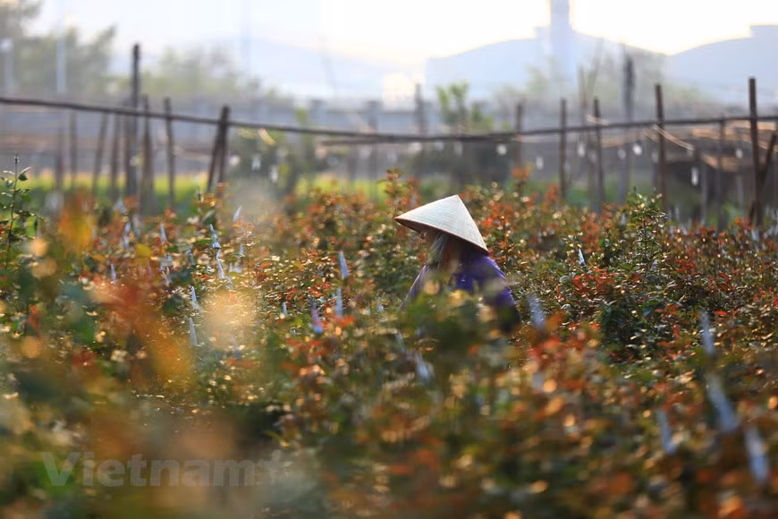玫瑰每 2 个月收获一次，春节临近是这种花卉的最佳生长时间，花朵又大又艳，让人喜欢。图自Vietnam+