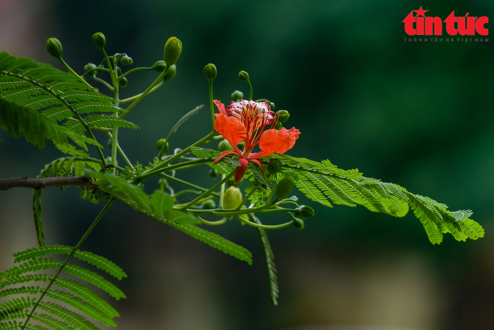 红艳艳的花瓣绽放着火一样的颜色鲜艳夺目、美不胜收。图自 越通社/《信息报》