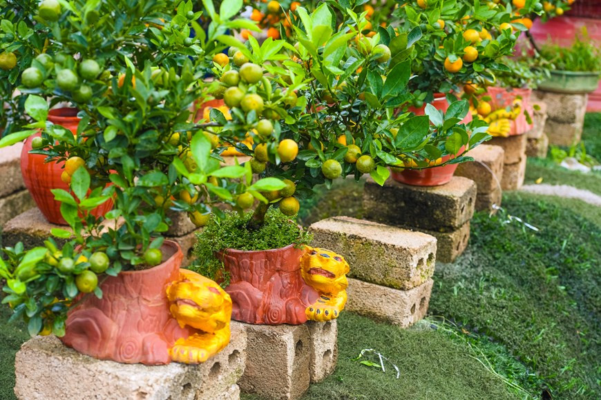 金虎拥抱金桔--壬寅年春节的新盆景款式。图自越通社