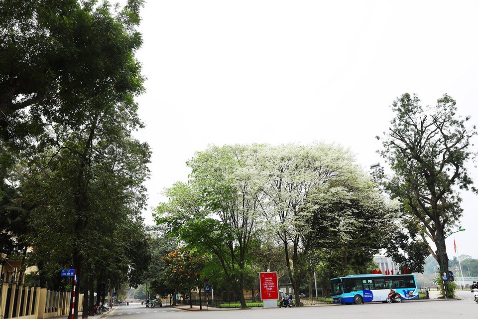 黄花梨花盛开，芬芳轻香使人醉。图自越通社