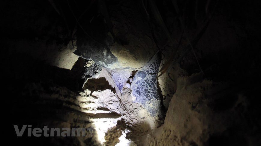 海龟上岸产卵对产卵场沙滩的温度、湿度、沙质、环境噪音及光照强度都有严格要求。一般情况下，海龟常在沿岸的软沙滩里产卵孵蛋。昆岛海龟的繁殖季节为四月至十一月， 特别是在六月至九月。每逢4月来临，成千上万只海龟开始在沙滩上挖洞产卵。图自Vietnam+ 