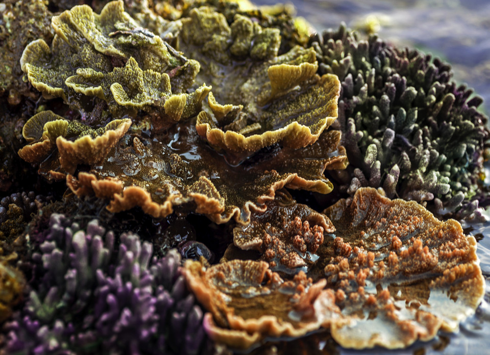 美丽迷人的Green and Yellow Montipora Capricormis。图自 越通社