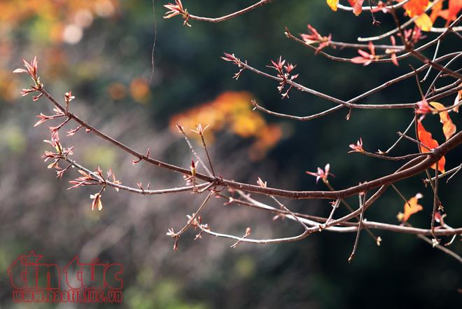 每逢春末夏初，首都河内都会披上色彩缤纷的新衣。图自越通社