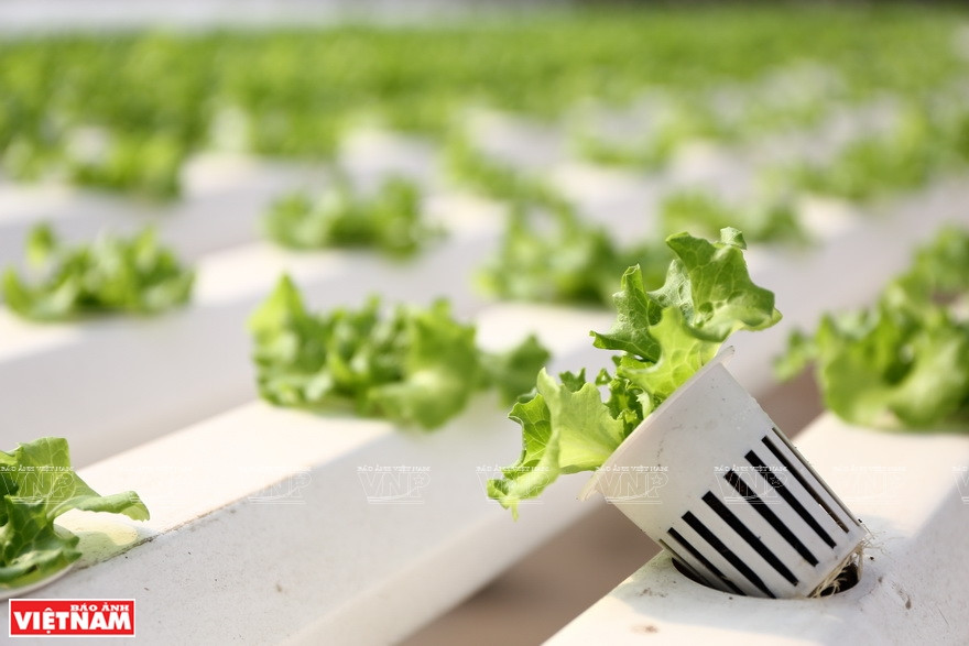 水培蔬菜技术保证增长率增加30-50%，防避病虫害，应付气候变化。图自《越南画报》