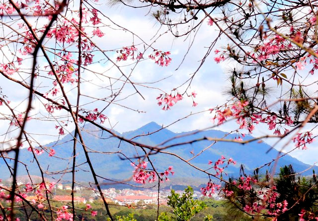 浪平山顶的樱花四处盛开（图片来源：人民报）