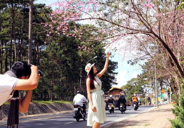 樱花的美丽留住了游客的脚步（图片来源：人民报）