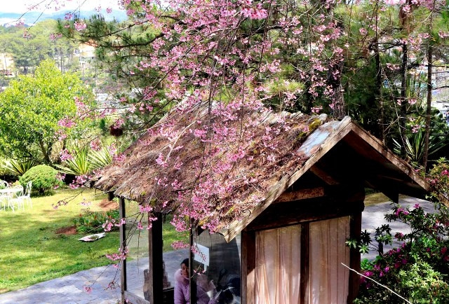 樱花的盛开给大叻市增加几分诗意（图片来源：人民报）