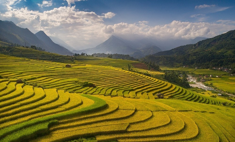 进入稻米收割季的沙坝景色优美迷人。图自 越通社