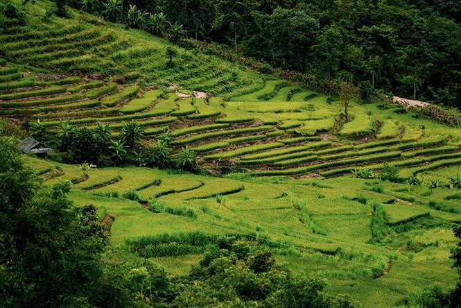 奠边省奠边府市青明乡的佐棱梯田。图自越通社