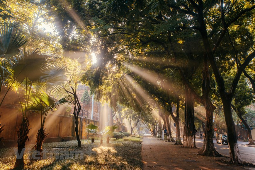 秋天是河内最美也是最浪漫的季节。清晨的一缕又一缕阳光透过树叶的缝隙，唤醒了沉睡中的街道。图自越通社
