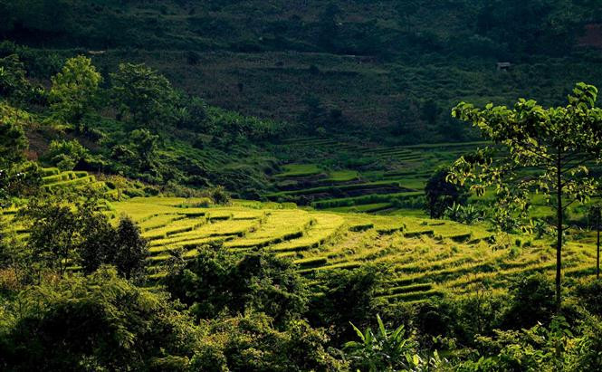 秋季的佐棱梯田充满诗情画意。图自越通社