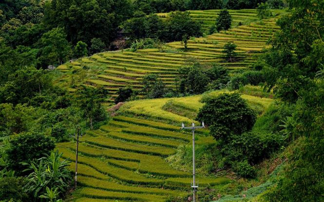 金灿灿的稻田让佐棱风景色彩缤纷、充满诗情画意。图自越通社