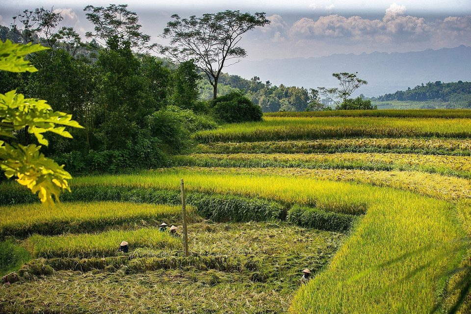 进入收获季节额的和平省乐山县沔隊梯田。图自越通社