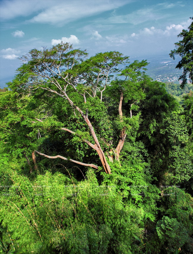巴拉山周围是特用林， 生长着热带林的珍稀植物。