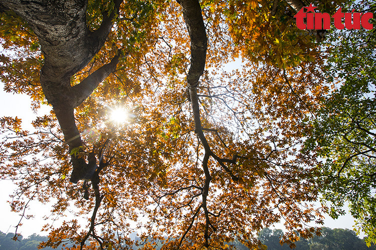 树叶变成黄的这一场景对河内人来说是较为罕见的。图自越通社