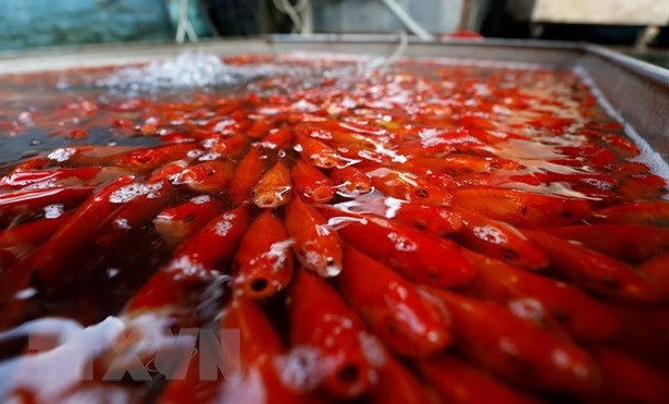 客户常将选购身体无瘢痕、身体健康、无黑点、鲜红如旗的鲤鱼。图自越通社