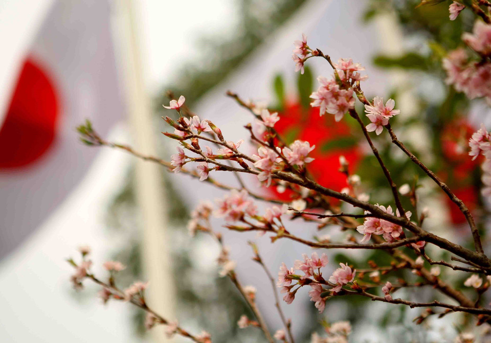 日本樱花在李太祖花园盛开。越通社记者 青松 摄 