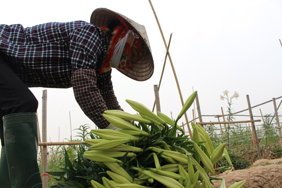 花农正采摘含苞待放的麝香百合。越通社记者 秋霞—阮翠 摄