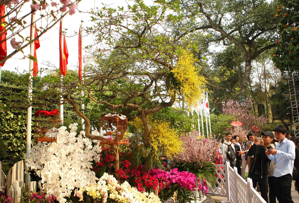 游客们在樱花树前观赏美景,拍照留念。越通社记者 青松 摄 