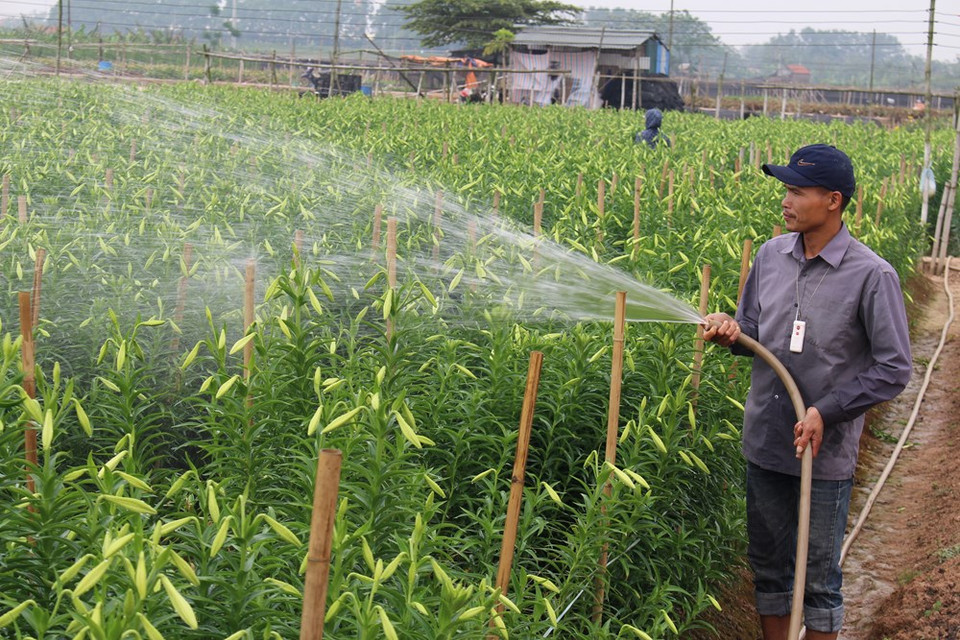 花农给麝香百合浇水。越通社记者 秋霞—阮翠 摄