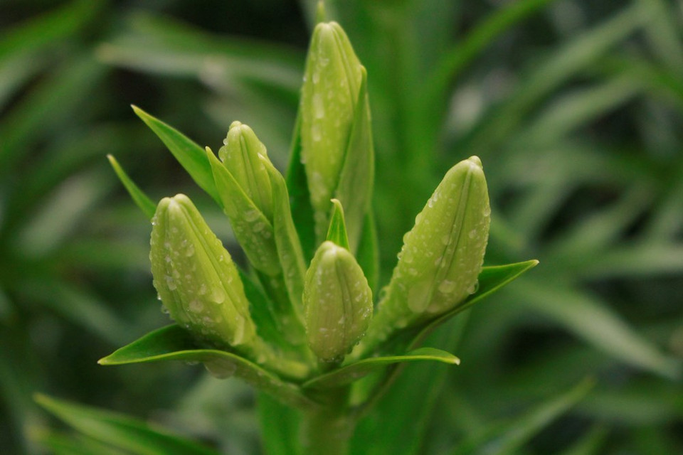 柔和、质朴的麝香百合盛开迎接四月的到来。越通社记者 秋霞—阮翠 摄