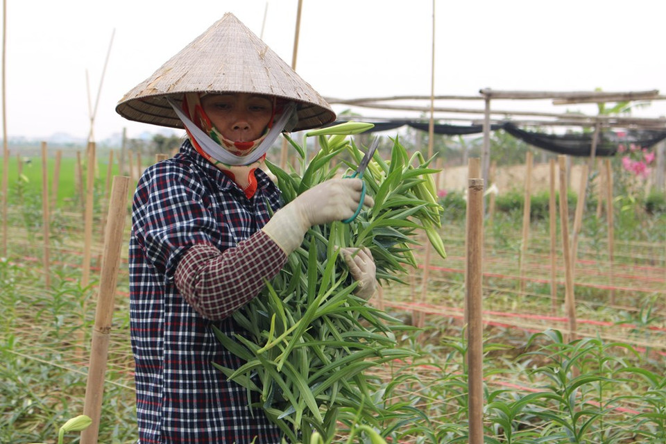 花农正采摘含苞待放的麝香百合。越通社记者 秋霞—阮翠 摄