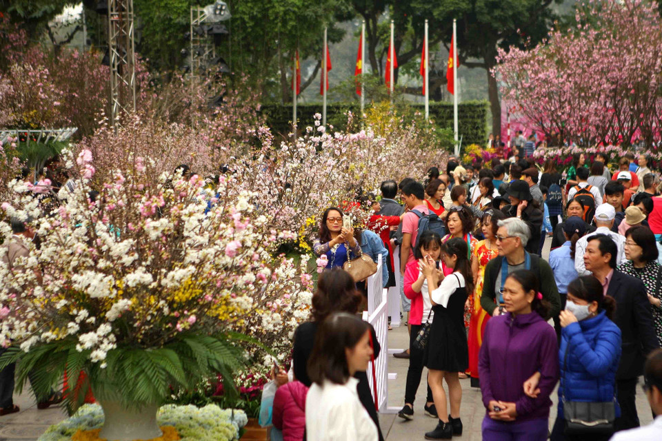 众多河内市居民和游客前来欣赏樱花之美。越通社记者 青松 摄 