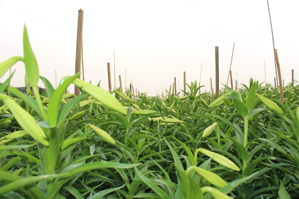 麝香百合在人们的心目中依然弱弱谦卑而显得清高优雅。越通社记者 秋霞—阮翠 摄