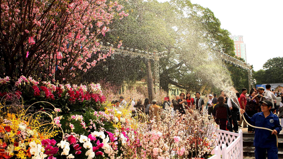 一名女工人向樱花浇水。越通社记者 青松 摄 