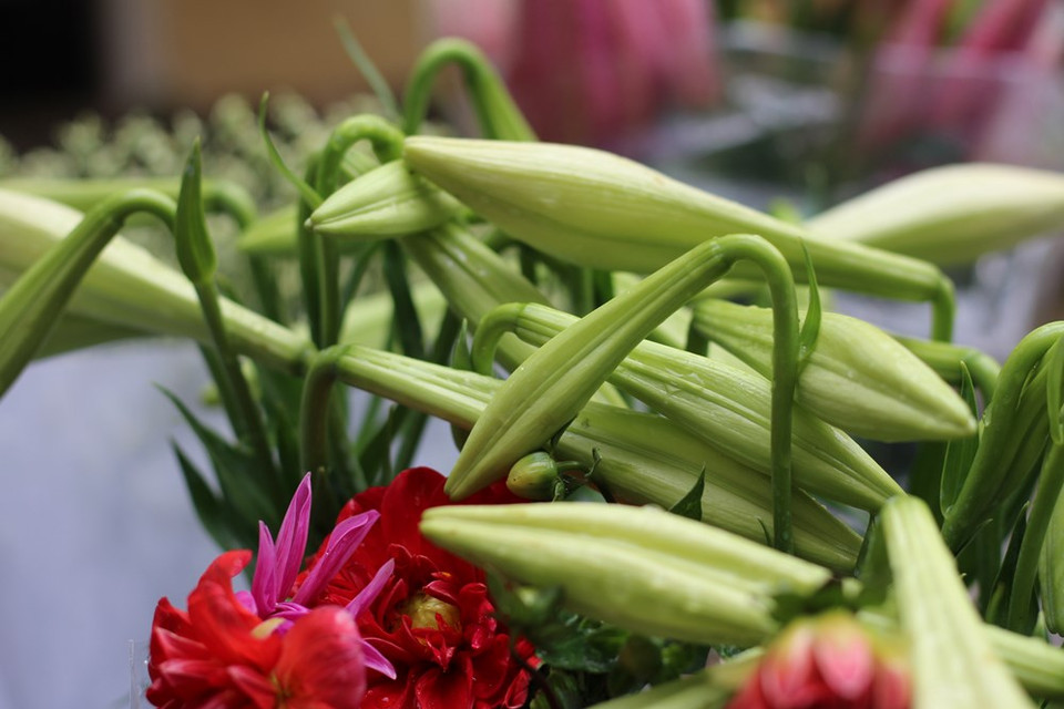 麝香百合就是四月的灵魂。越通社记者 秋霞—阮翠 摄