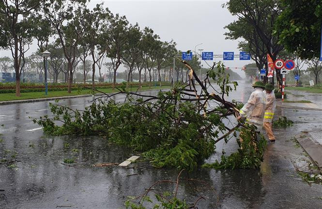 28日上午11点，第九号台风登陆岘港市，诸多树木倒塌。岘港市交通警察及时派遣人员快速前往现场，确保交通安全。图自越通社
