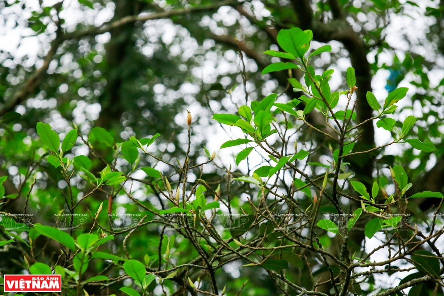 数千岁的橘村古榕依然葱绿茂盛。《越南画报》记者 越强摄