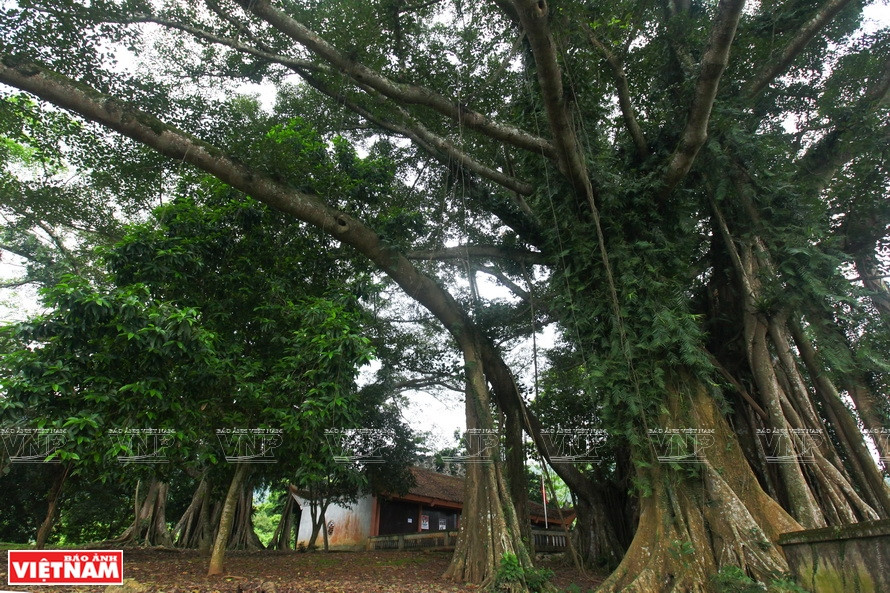 橘村榕树的两个庞大胸径主干。《越南画报》记者 越强 摄