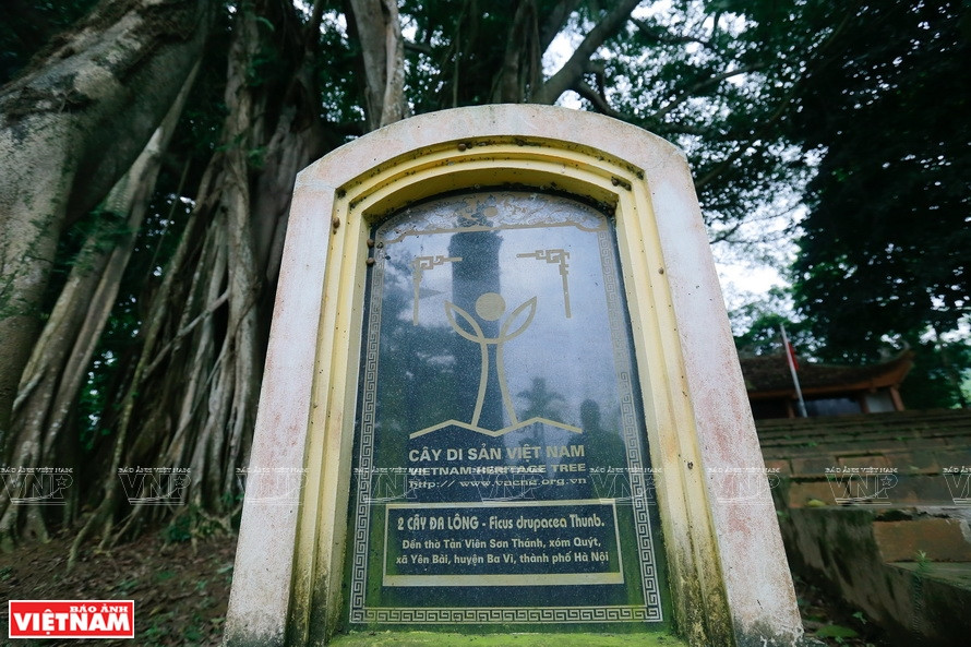 2016年2月15日，橘村榕树被越南自然与环境保护协会（VACNE）列入越南遗产树名录。《越南画报》记者 越强 摄