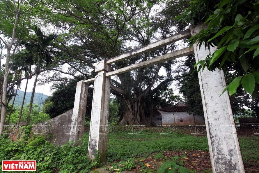 第二主干胸径30多米。《越南画报》记者 越强 摄