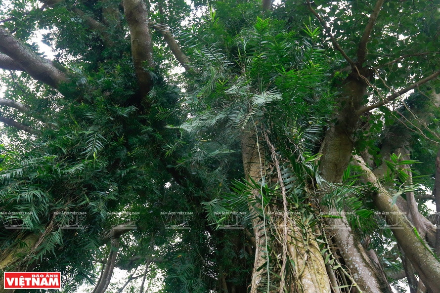 古榕树上盘绕着多种寄生藤蔓。《越南画报》记者 越强 摄