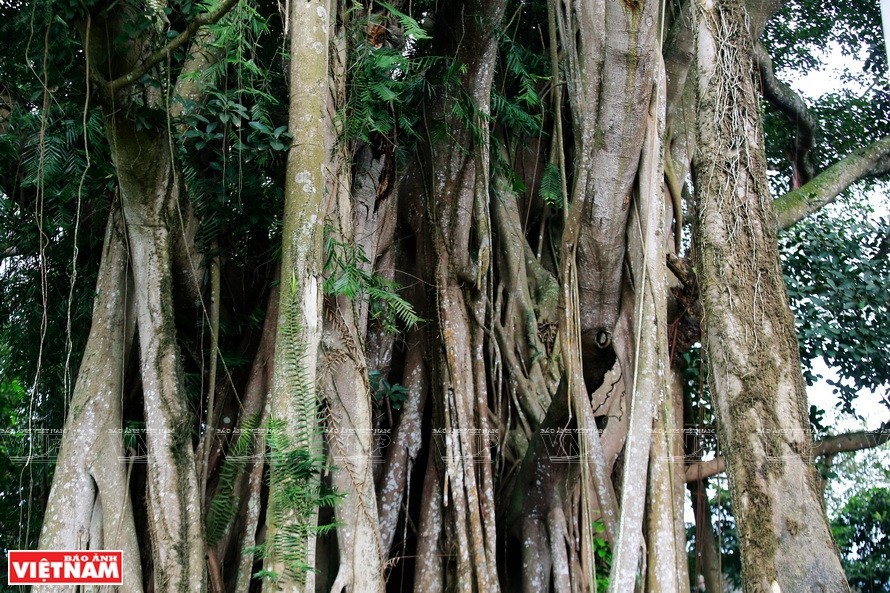 第一主干胸径43米。《越南画报》记者 越强 摄