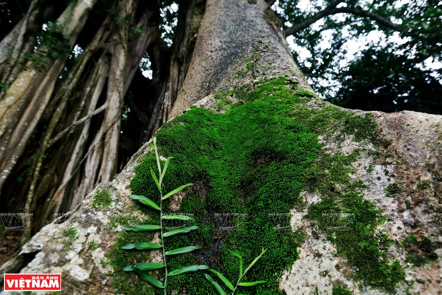 古榕树干一角。《越南画报》记者 越强 摄