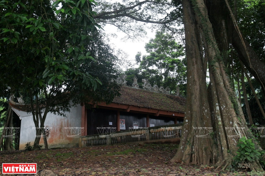 伞园山圣庙掩映在千年橘村古榕树下。《越南画报》记者 越强 摄