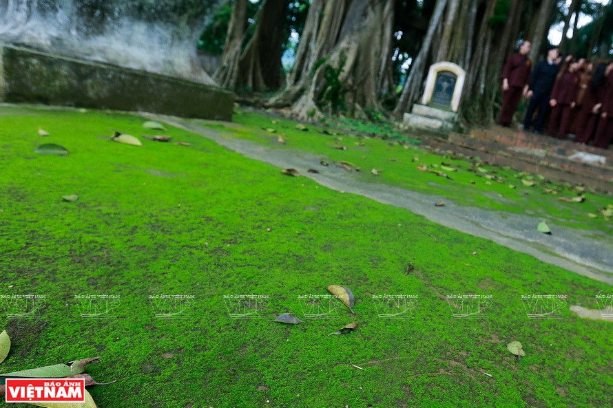 千年古榕树冠覆盖了一片大地。《越南画报》记者 越强 摄