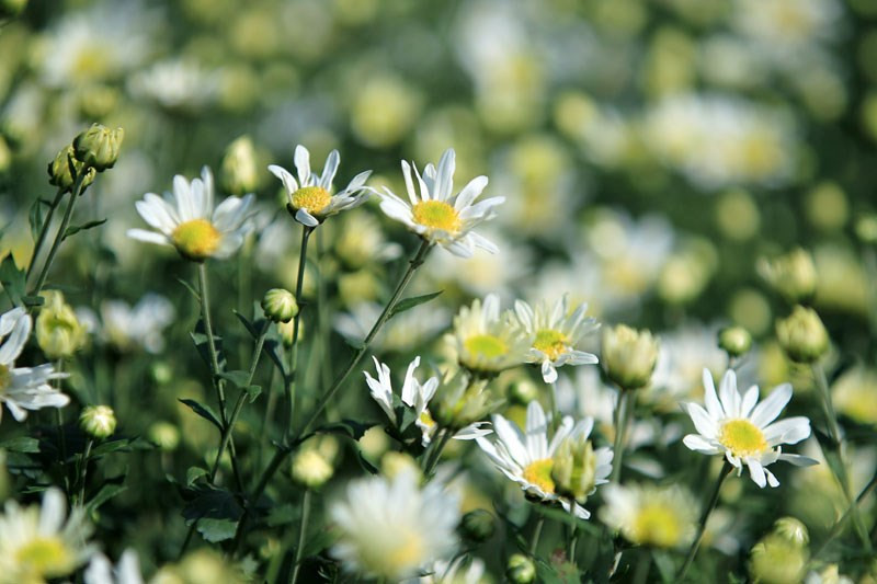 雏菊花的纯洁之美（图片来源于《新报》）