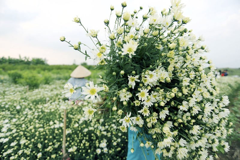 雏菊花的纯洁之美（图片来源于《新报》）