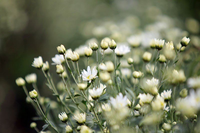 雏菊花的纯洁之美（图片来源于《新报》）